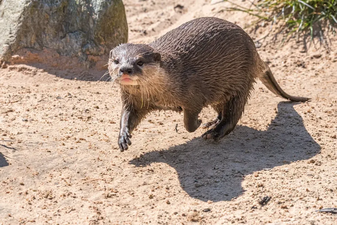 4. They Are Incredibly Fast - on Land Too (Image Credits: Unsplash)