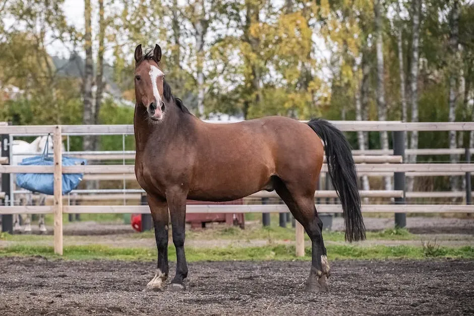 #3 - Hanoverian (Image Credits: Pexels)