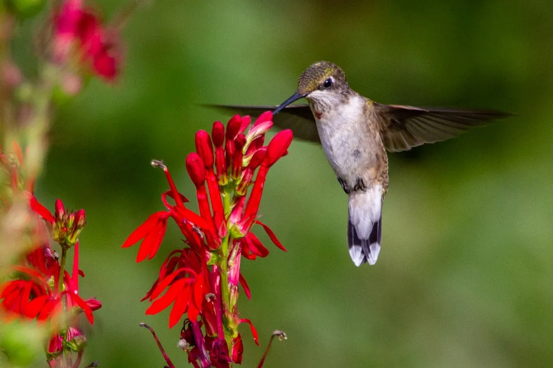 #22 - Salvia: Perennial Sages That Draw Hummingbirds and Bees (Image Credits: Unsplash)