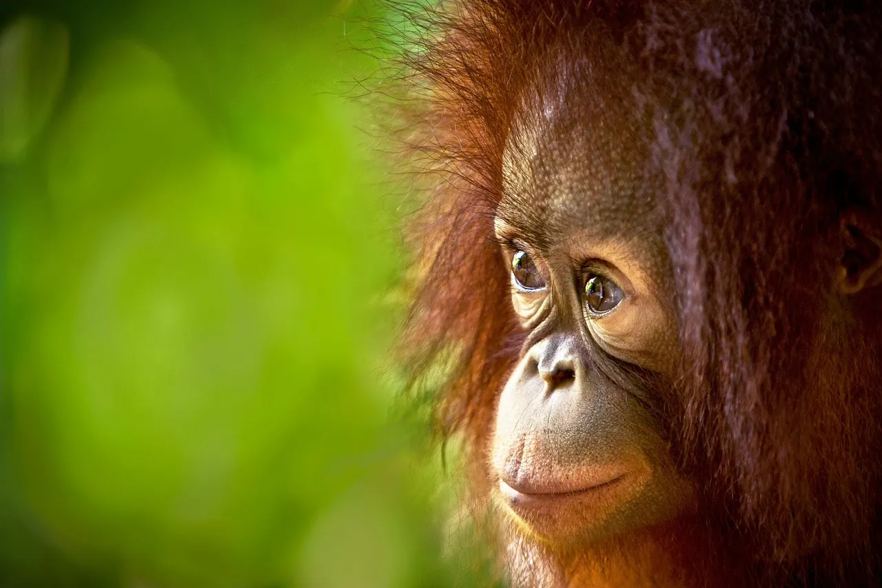 Orangutans: The Reflective Apes (Image Credits: Pixabay)