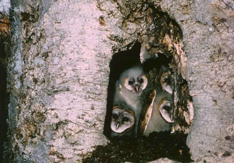 #2 Cavity Nesting: Why Dead Trees Make the Best Nurseries (Hunter-Desportes, Flickr, CC BY 2.0)