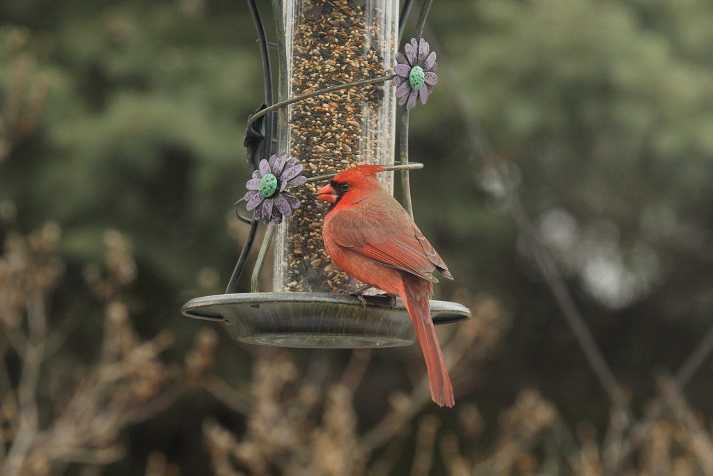 Maintain Year-Round Food Sources (Image Credits: Flickr)