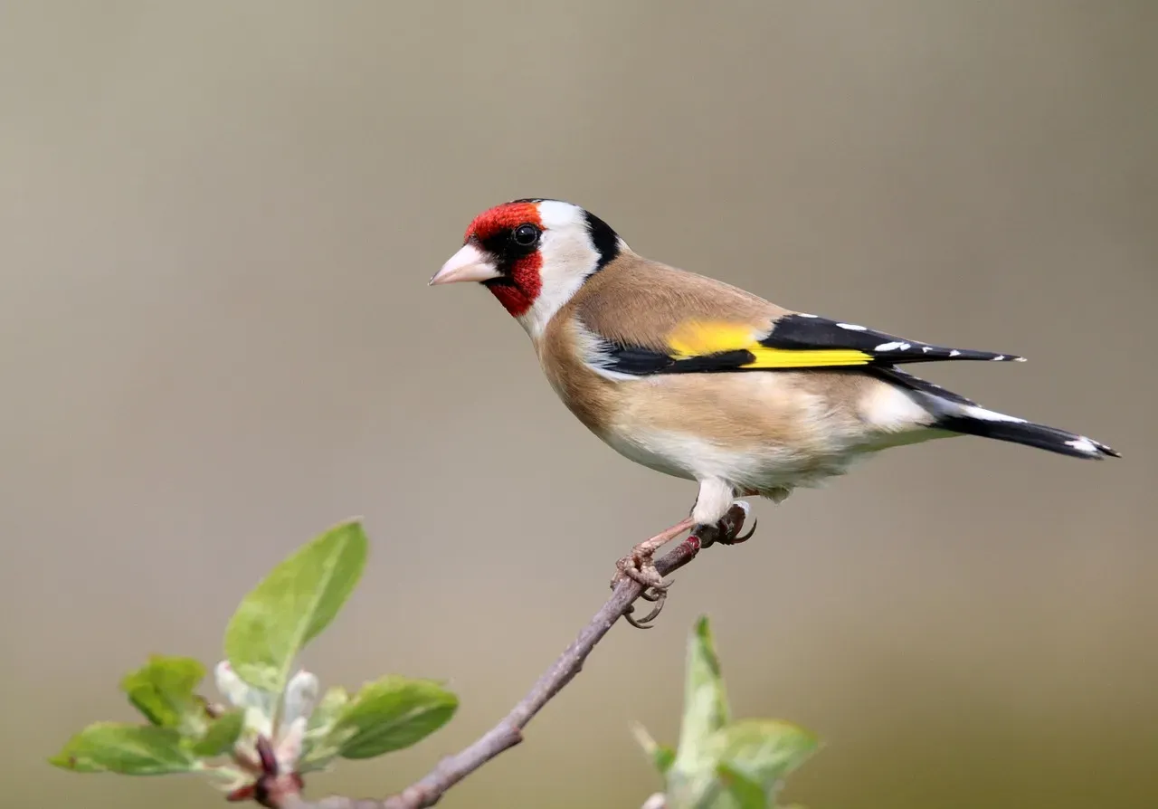 #11: American Goldfinch - The Aerial Warning in the Canopy (Image Credits: Pixabay)