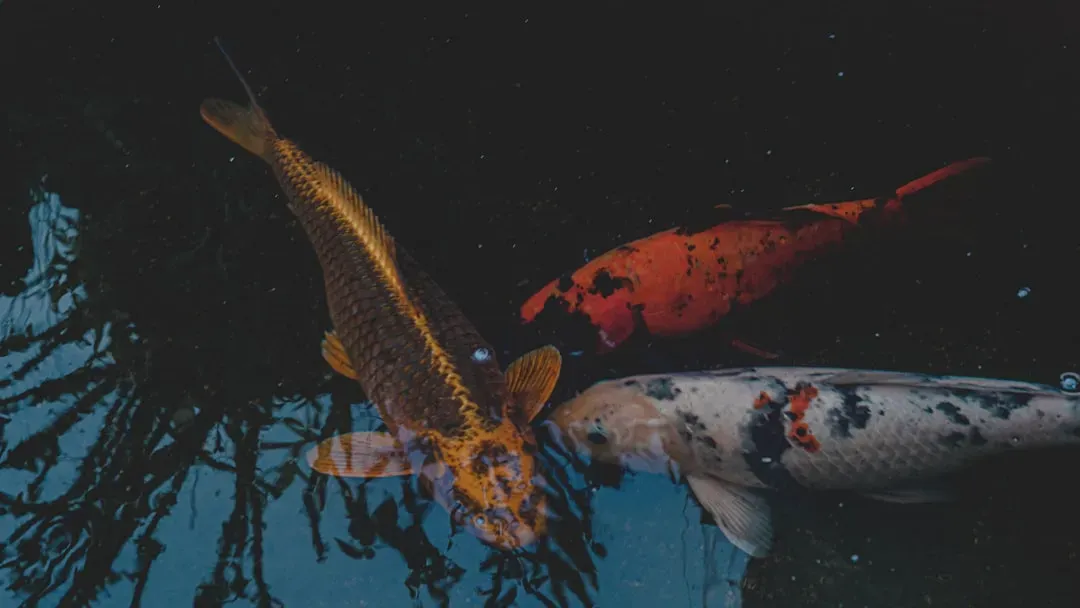 The Flowing Creativity of the Fish Spirit (Image Credits: Unsplash)