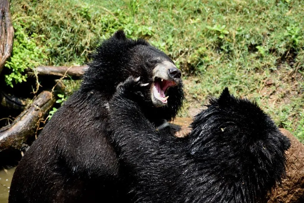 The Rare But Real Danger of Predatory Black Bears (Image Credits: Wikimedia)