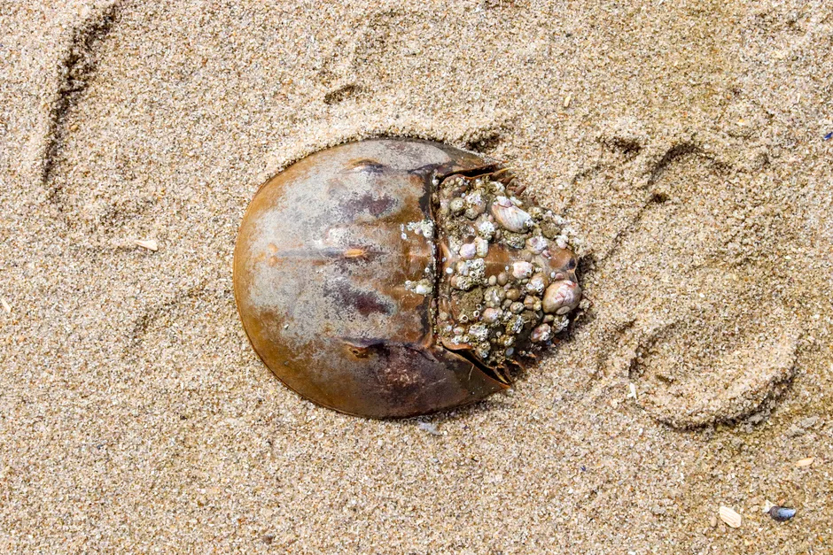 Virginia: Where the Chesapeake meets the open Atlantic (Image Credits: Pexels)