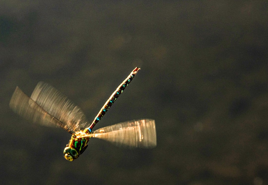 They're Masters of Gliding, Not Flying (Image Credits: Unsplash)