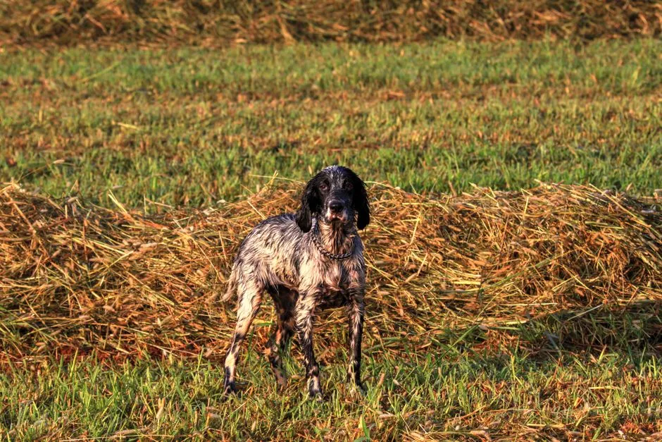 #15 - English Setter: The Hunter's Best Friend Left Behind (Image Credits: Pexels)