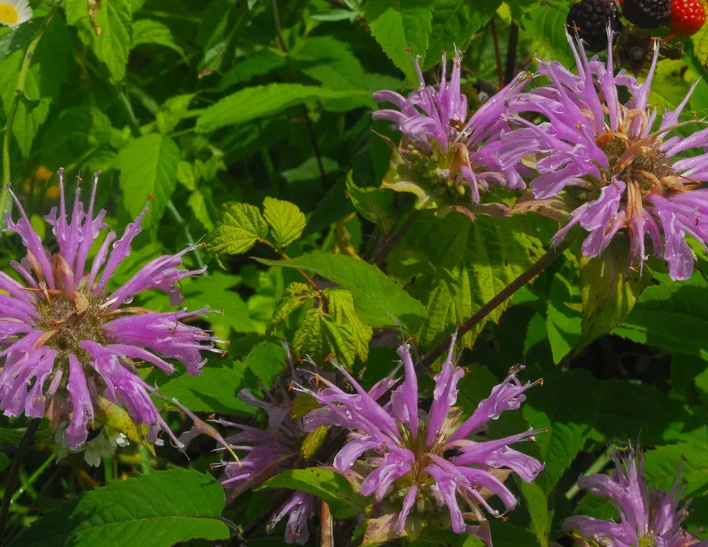 6. Wild Bergamot (Monarda fistulosa) - A Prairie Native With Serious Curb Appeal (wackybadger, Flickr, CC BY-SA 2.0)