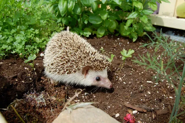 Cancer: African Pygmy Hedgehog (Image Credits: Flickr)