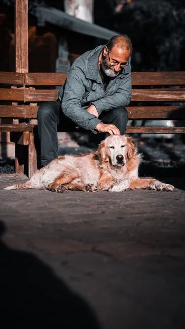 #2 Golden Retriever – From Goofy Tornado To Gentle Shadow (Image Credits: Pexels)
