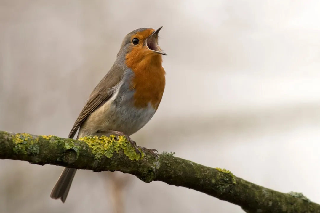 #2 - Birds Sing and Preen Right in Front of You (Image Credits: Unsplash)