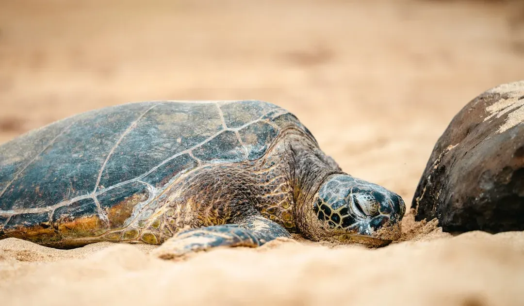 Conclusion: Protecting Our Shelled Treasures (Image Credits: Unsplash)