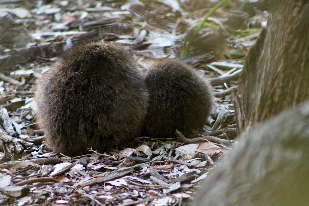 Chippewa Nation and the Industrious Beaver (Image Credits: Unsplash)