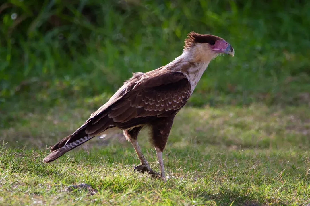 The Crested Caracara: An Icon of the Open Range (Image Credits: Unsplash)