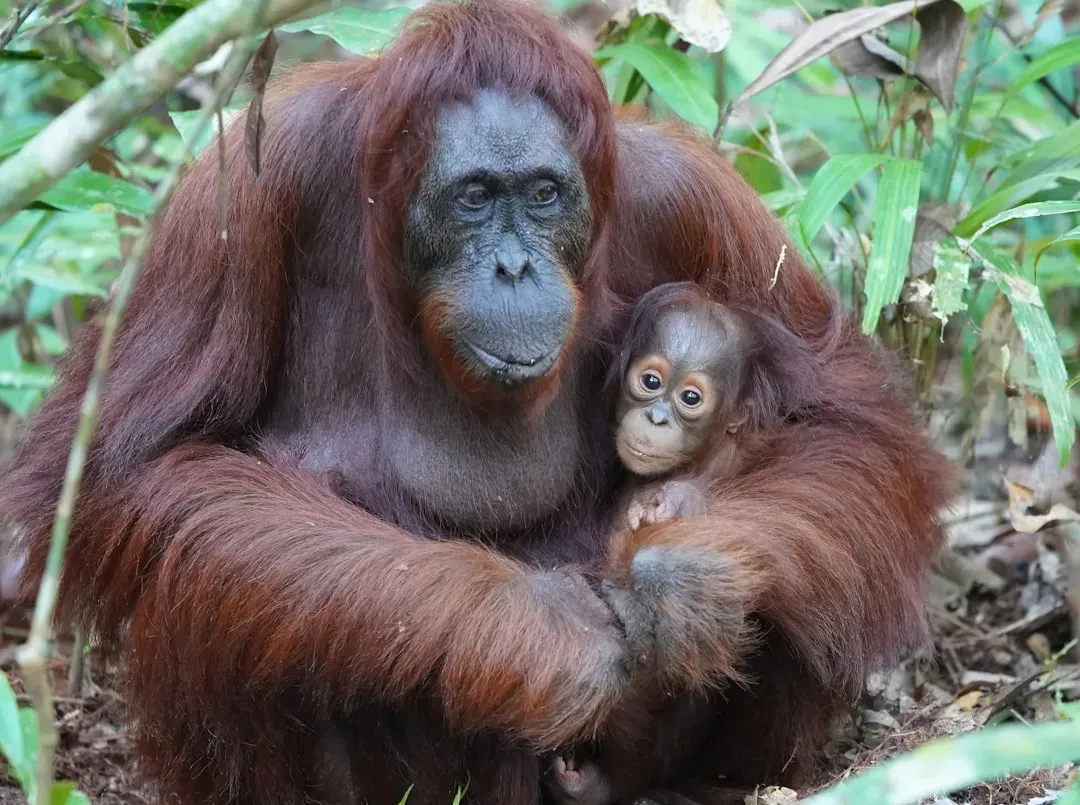Orangutans: The Thoughtful Apes (Image Credits: Unsplash)
