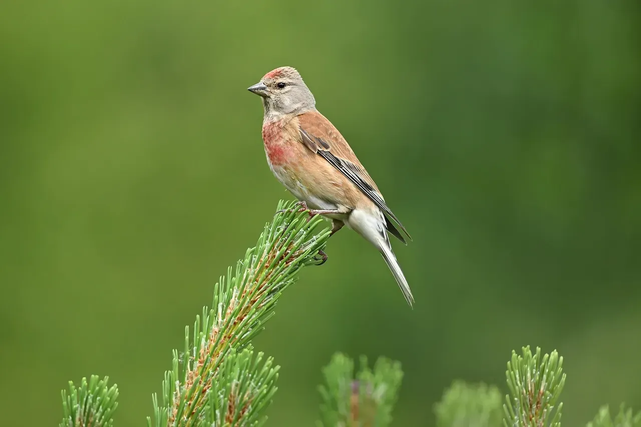 #4 - Linnet: A Finch That Farmed Itself Out of Existence (Image Credits: Pixabay)
