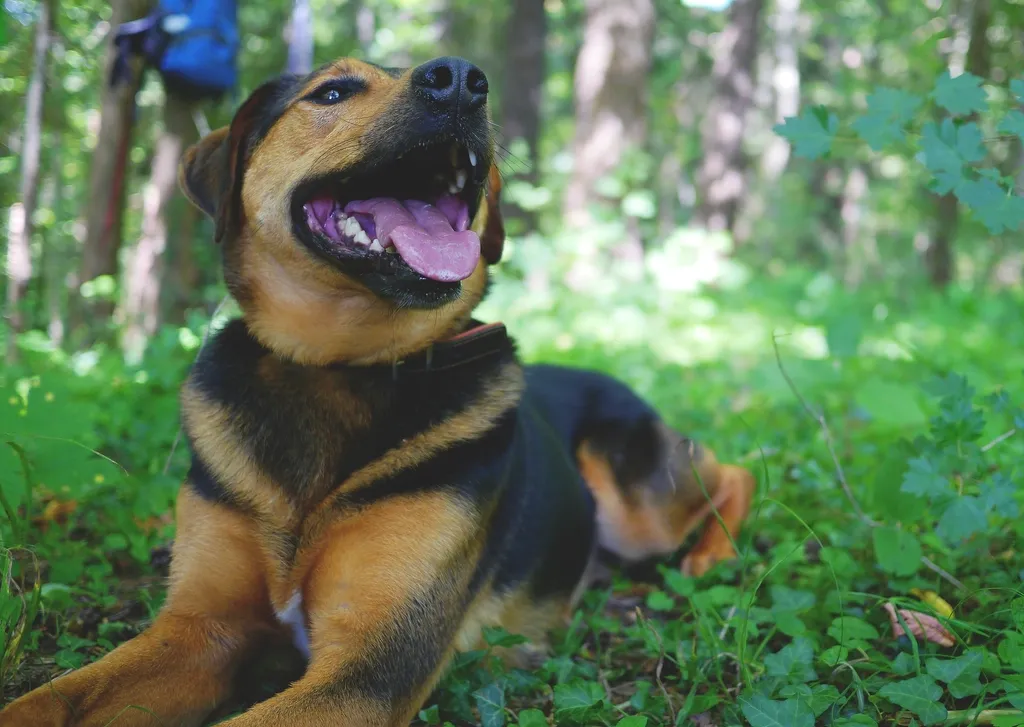 1. Custom-Designed Pet Calming Music: The Sound Built Just for Them (Image Credits: Rawpixel)