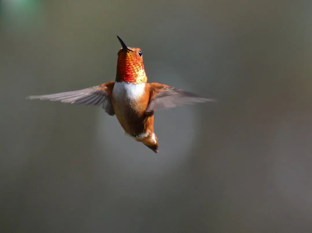 Rufous Hummingbird (Image Credits: Unsplash)