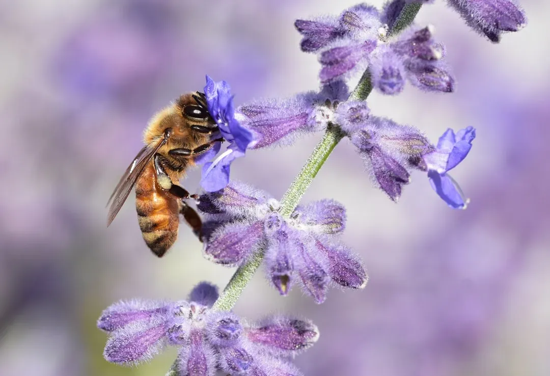 Sage: A Drought-Tough Bee Draw (Image Credits: Unsplash)