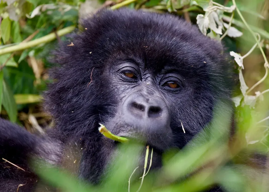 8. The Mountain Gorilla - Proof That Effort and Funding Save Lives (Image Credits: Unsplash)