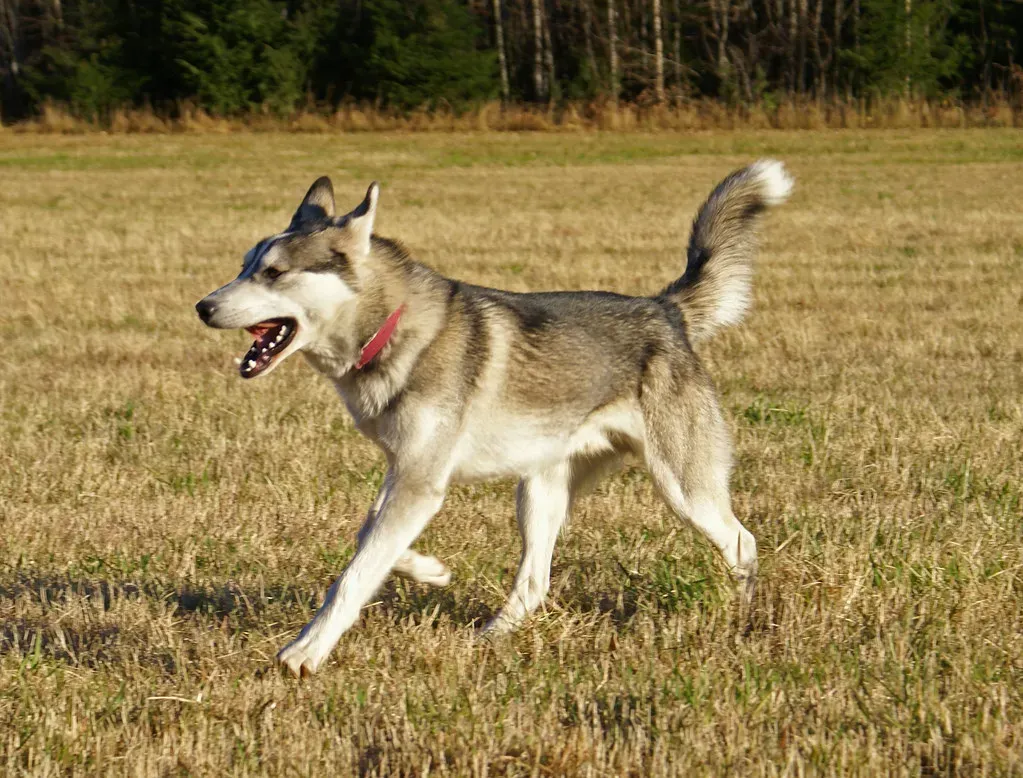 13. Siberian Husky: Built for Endurance (Image Credits: Flickr)