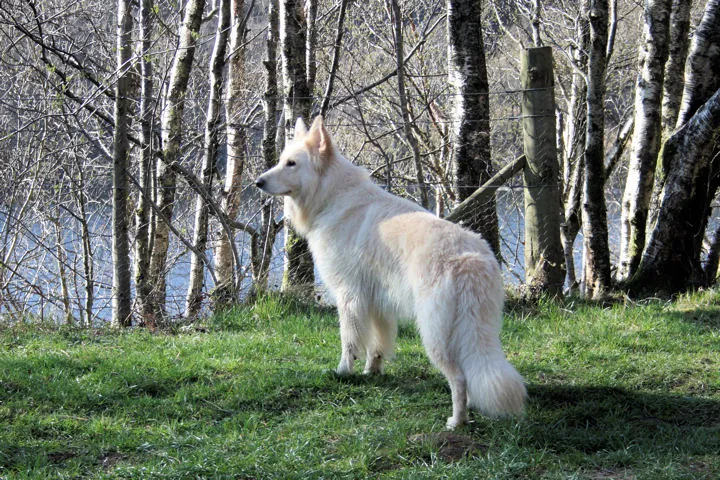 #17 - Salish Wool Dog (Solo, CC BY-SA 2.0)