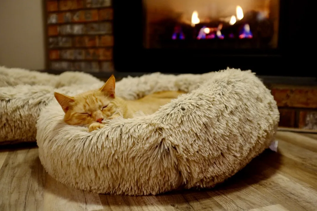 #13 - Multiple Cozy Nests at Different Temperatures (Image Credits: Unsplash)