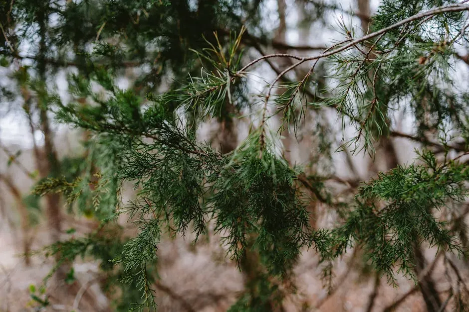 5. Eastern Red Cedar (Juniperus virginiana) (Image Credits: Pexels)
