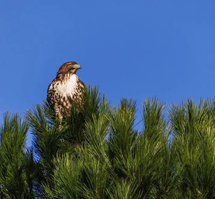 Appreciating These Encounters in Daily Life (Image Credits: Pexels)