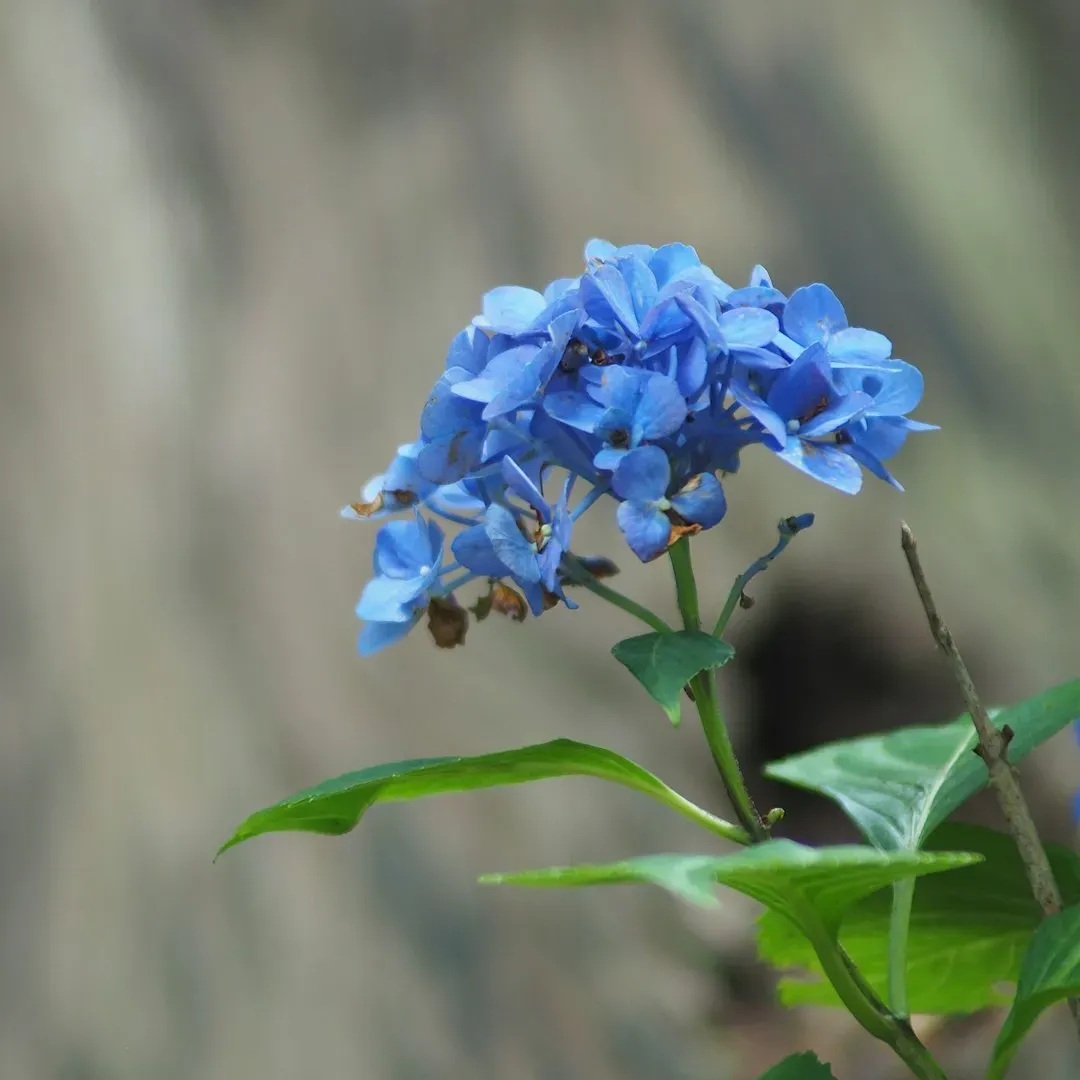 Blue Vervain: The Underrated Pollinator Powerhouse (Image Credits: Unsplash)