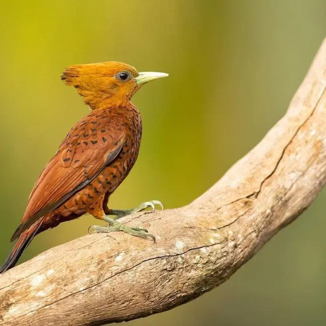 Why These Birds Matter and What Comes Next (Image Credits: Pexels)