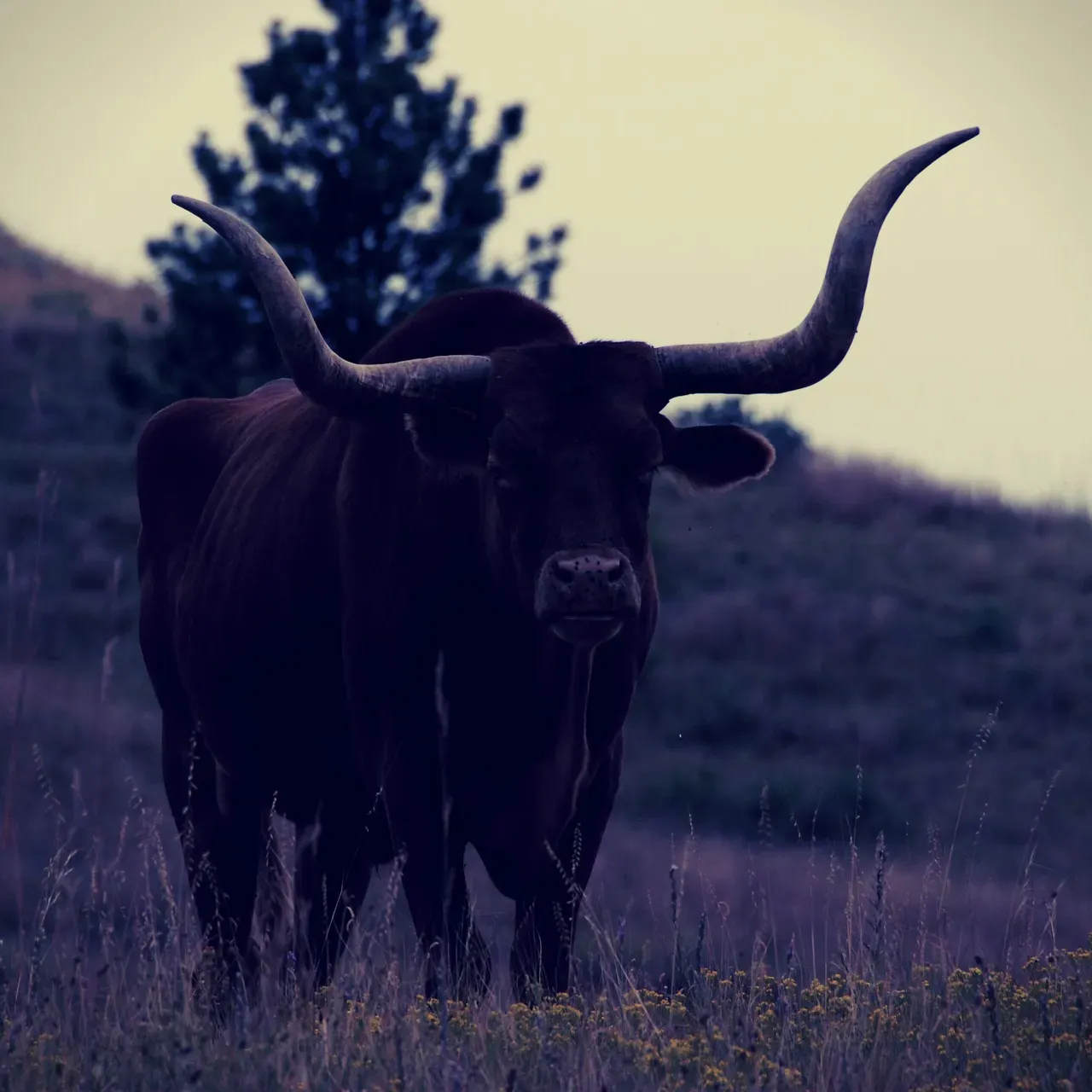 Taurus: The Bull Who Belongs in the Wilderness (Image Credits: Pixabay)