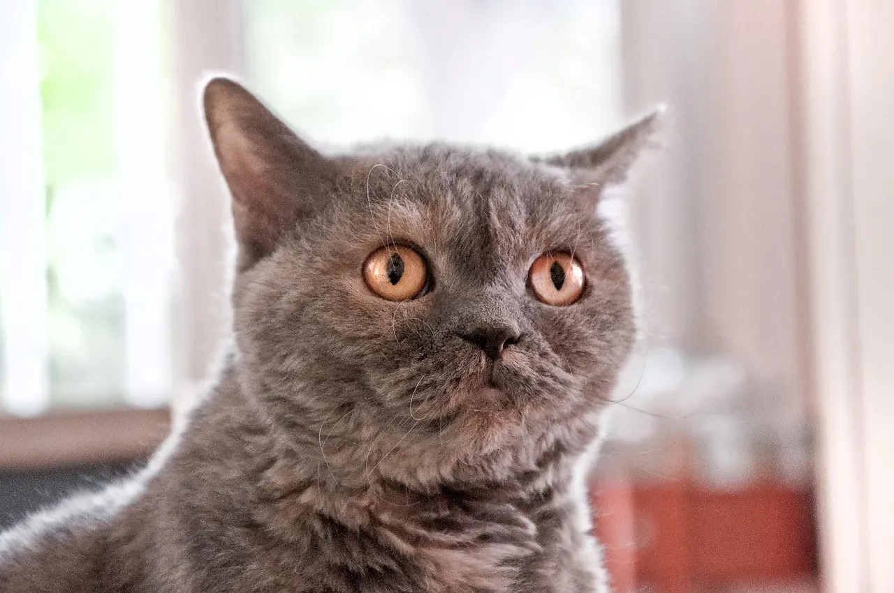 Conclusion: The Mysterious Minds of Our Feline Friends (Image Credits: Pixabay)