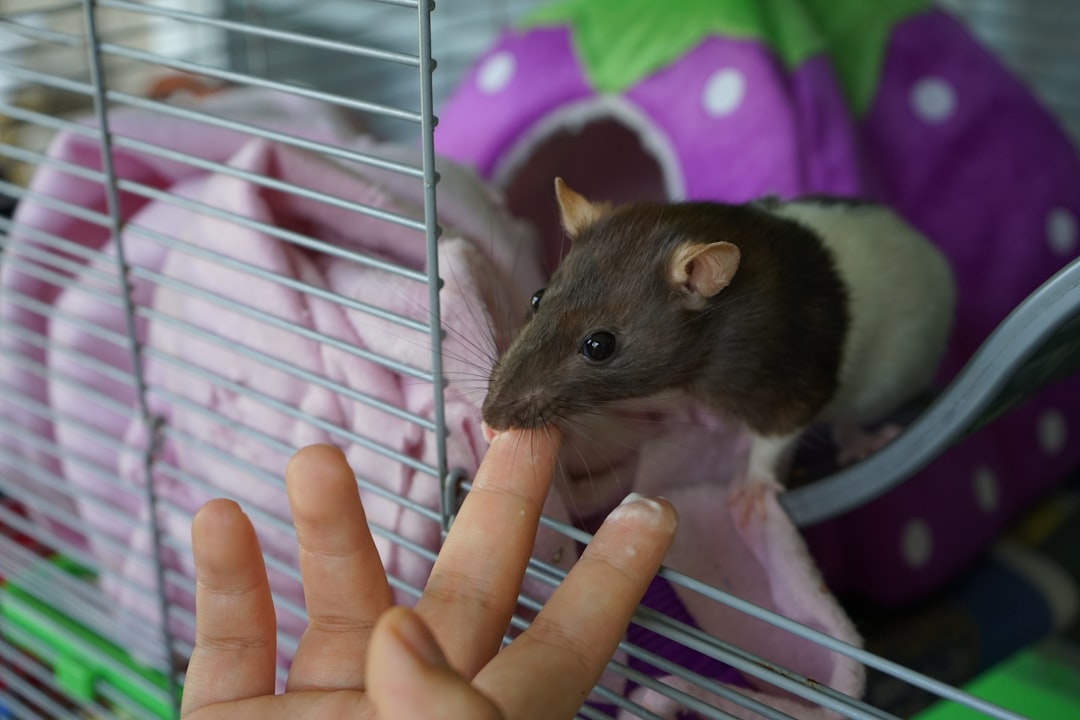 Rats: Urban Survivors Reading Human Emotional States (Image Credits: Unsplash)