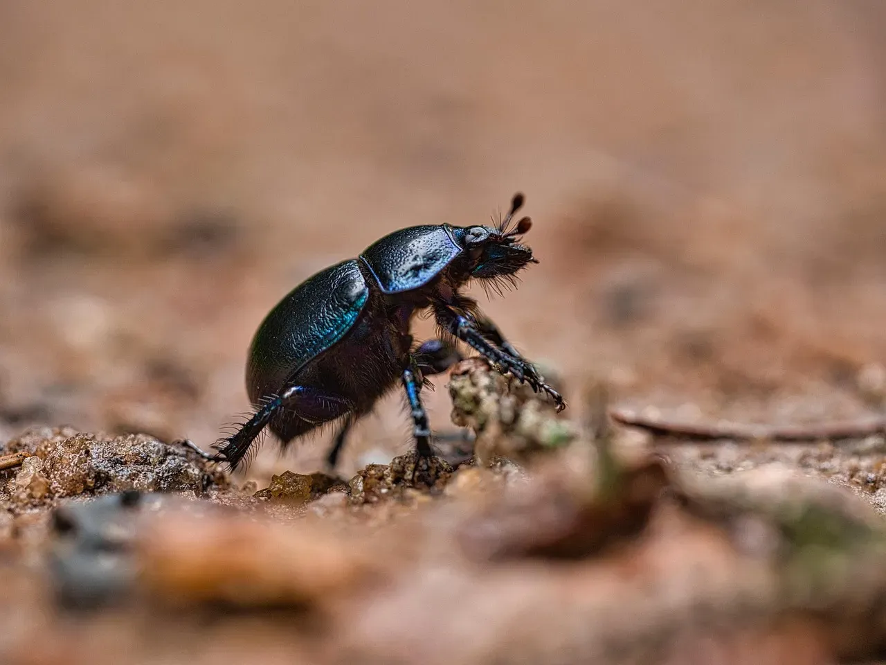 The Scarab Beetle: New Life and Solar Power (Image Credits: Pixabay)