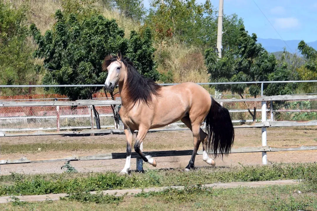 #16 – Paso Fino: Smoothness That Demands More Than It Gives Back (Image Credits: Unsplash)