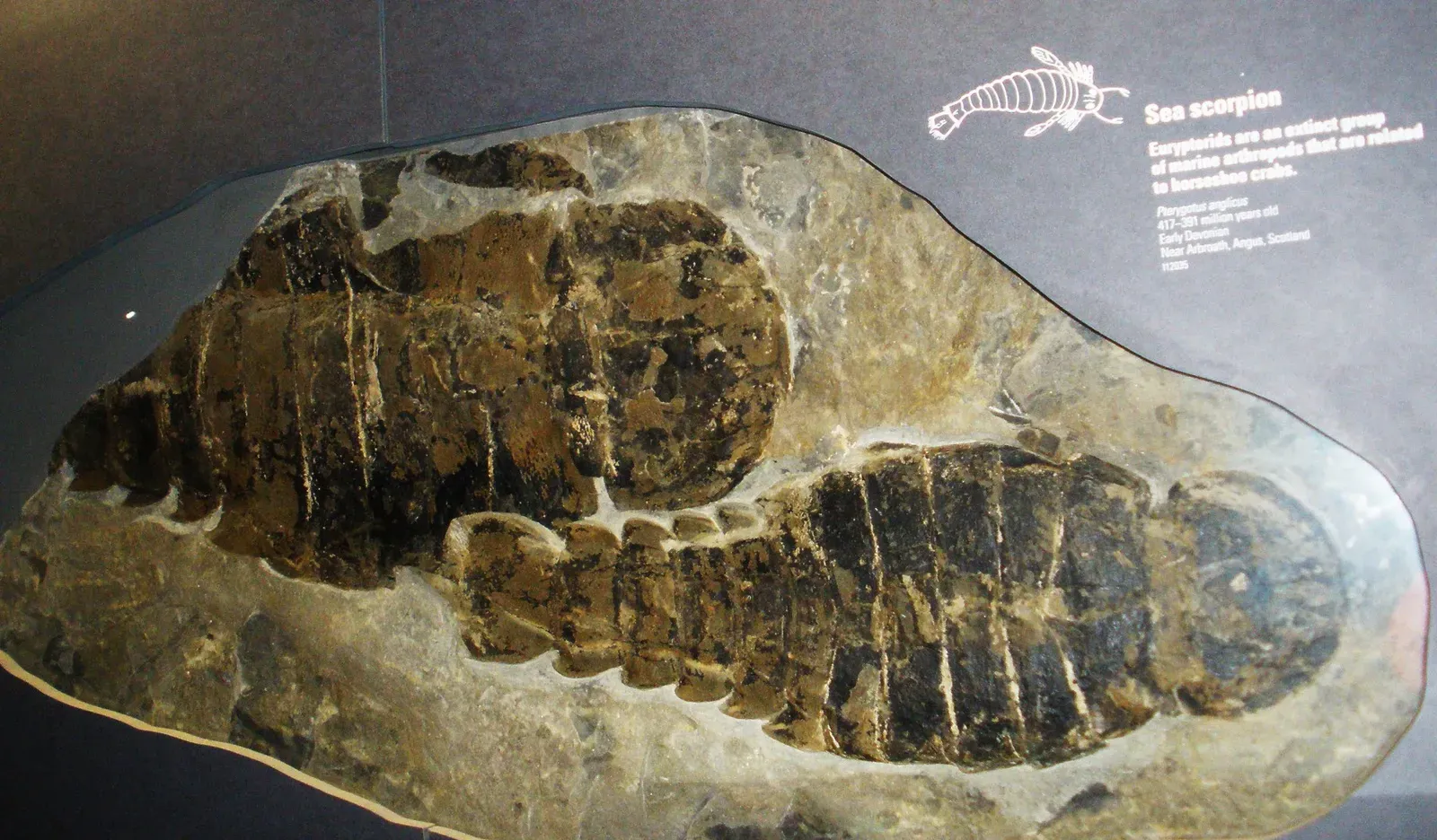 Pterygotus (By Ghedoghedo, CC BY-SA 3.0)
