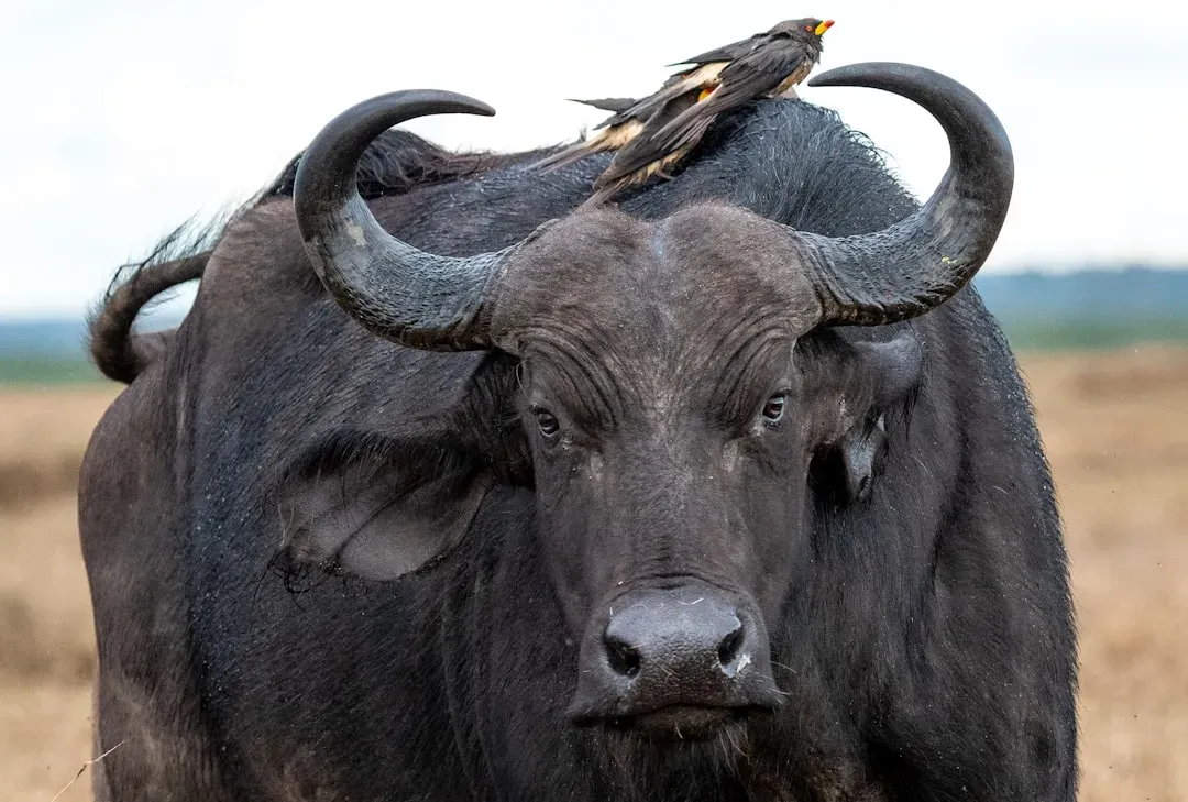 Taurus: The Stubborn Bull (Image Credits: Unsplash)