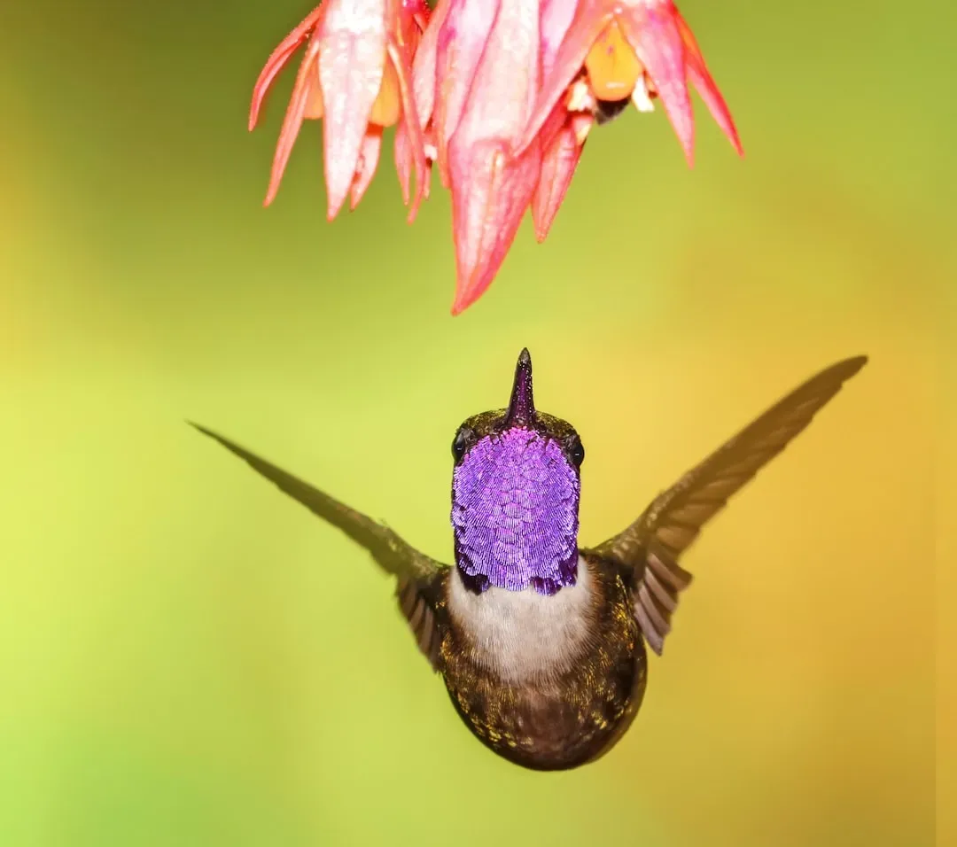 #1 - They Sunbathe With Wings Spread Like Tiny Vultures (Image Credits: Unsplash)