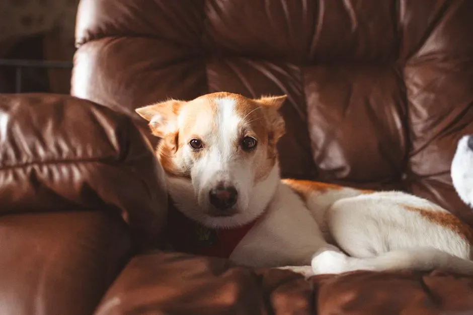The Unmatched Comfort of Familiarity (Image Credits: Pexels)