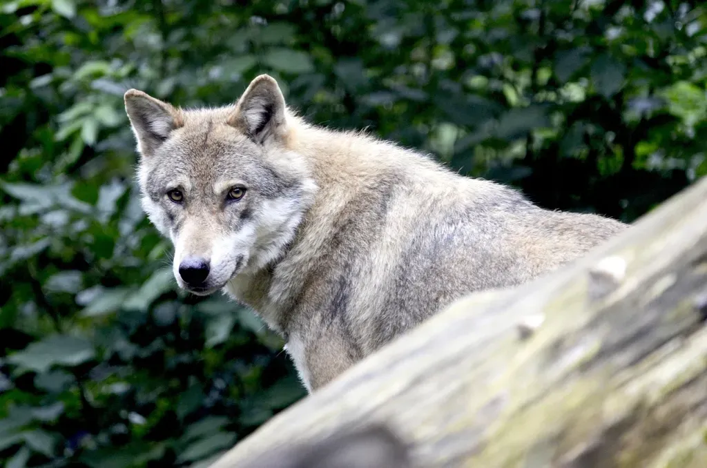 The Wolf in All of Us (Image Credits: Rawpixel)