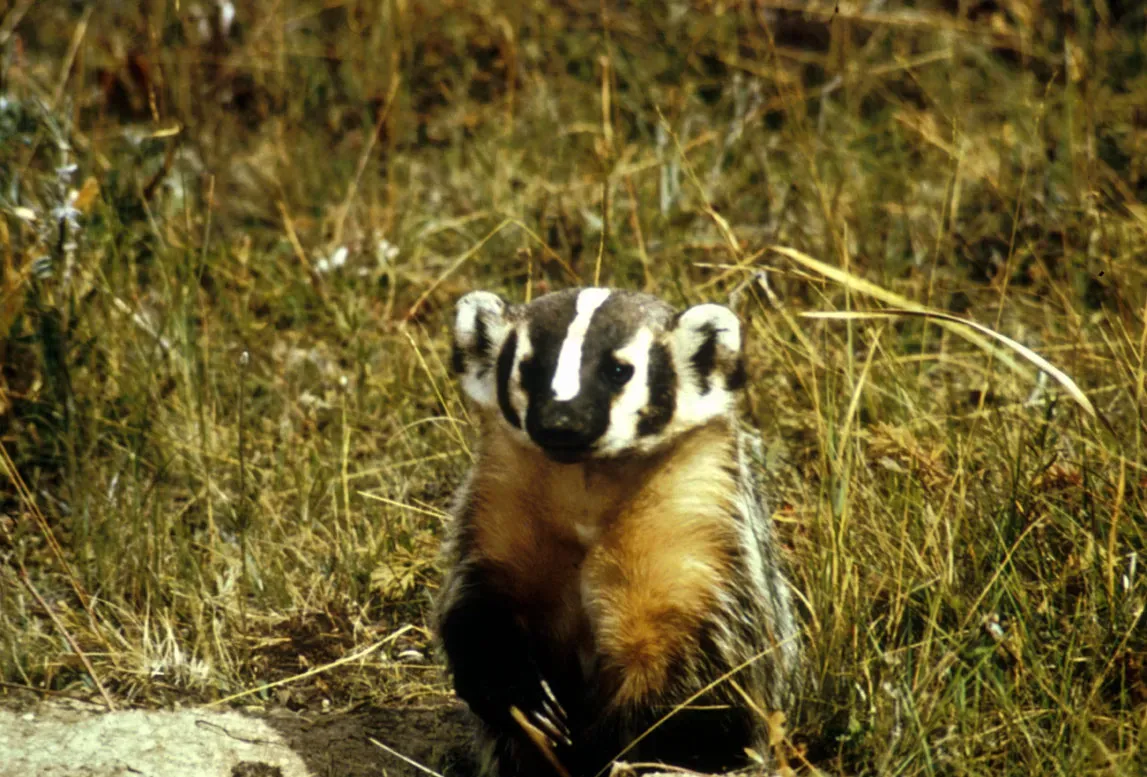 Their Sense of Smell Rivals Dogs (Image Credits: Wikimedia)