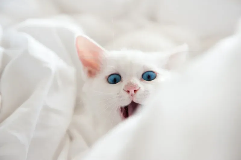 #10: White Cats with Blue Eyes Are Always Deaf (whiz-ka, Flickr, CC BY 2.0)