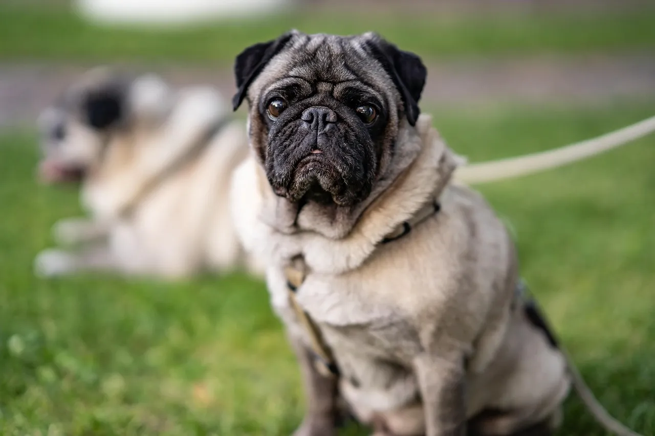 #4 - Pug: Comedy, Snorts, and Surprisingly Easy City Living (Image Credits: Pixabay)