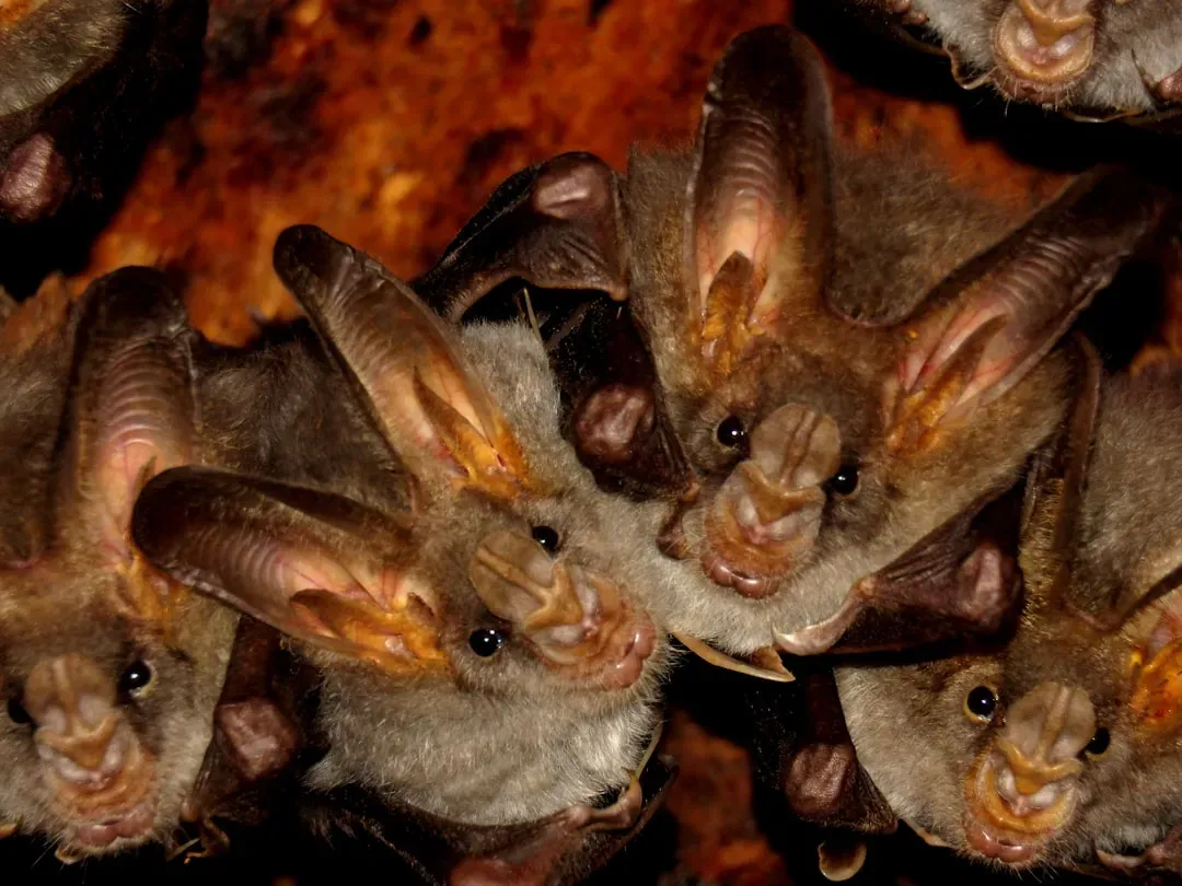 The Sheer Scale of the Bat World Is Hard to Wrap Your Head Around (Image Credits: Unsplash)