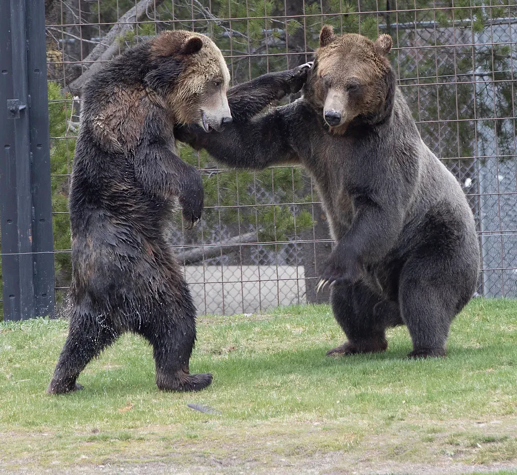 Their Bodies Are Built to Endure Punishment (Image Credits: Flickr)