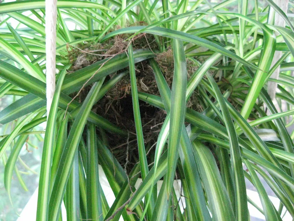 5. Spider Plant: Prolific Air Cleaner (Image Credits: Flickr)