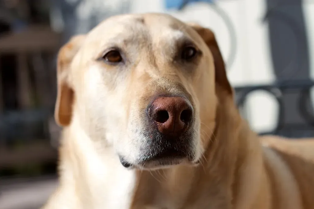 #4: Ignoring Your Dog's Stress Signals (cogdogblog, Flickr, CC BY 2.0)