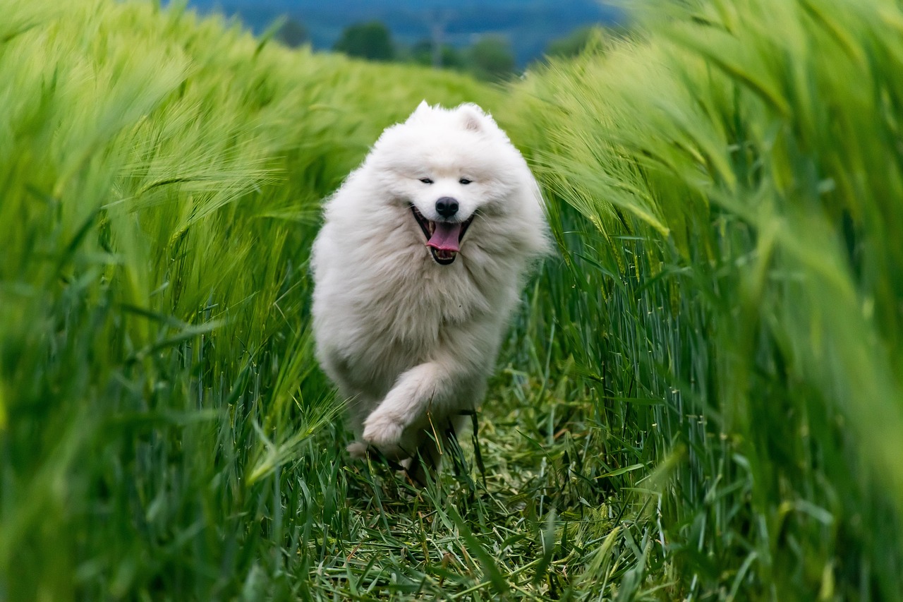 #4 Samoyed (Image Credits: Pixabay)